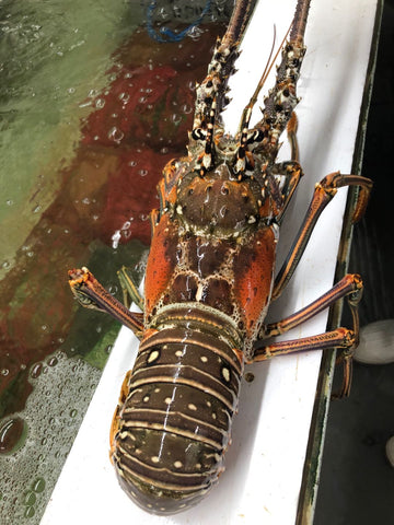 Brazil Lobster