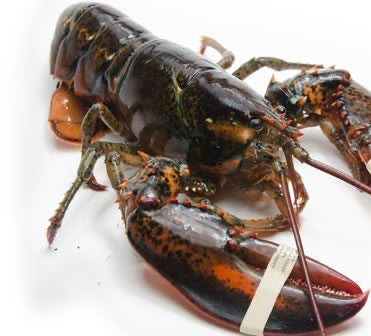 American lobster