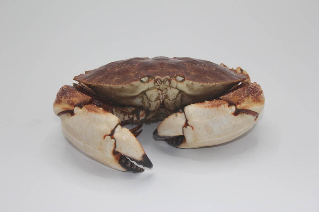 Jonah crab 2nd Grade (6 pcs/bag)