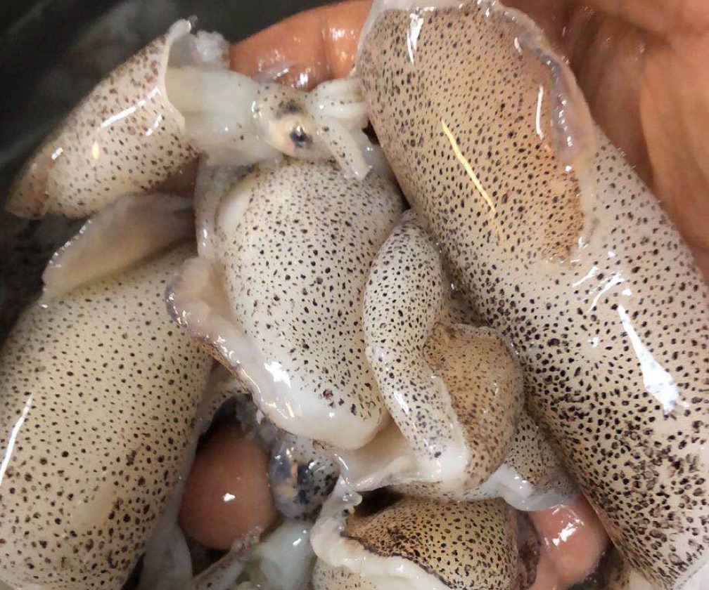 Cuttlefish (small) 4 lb / bag