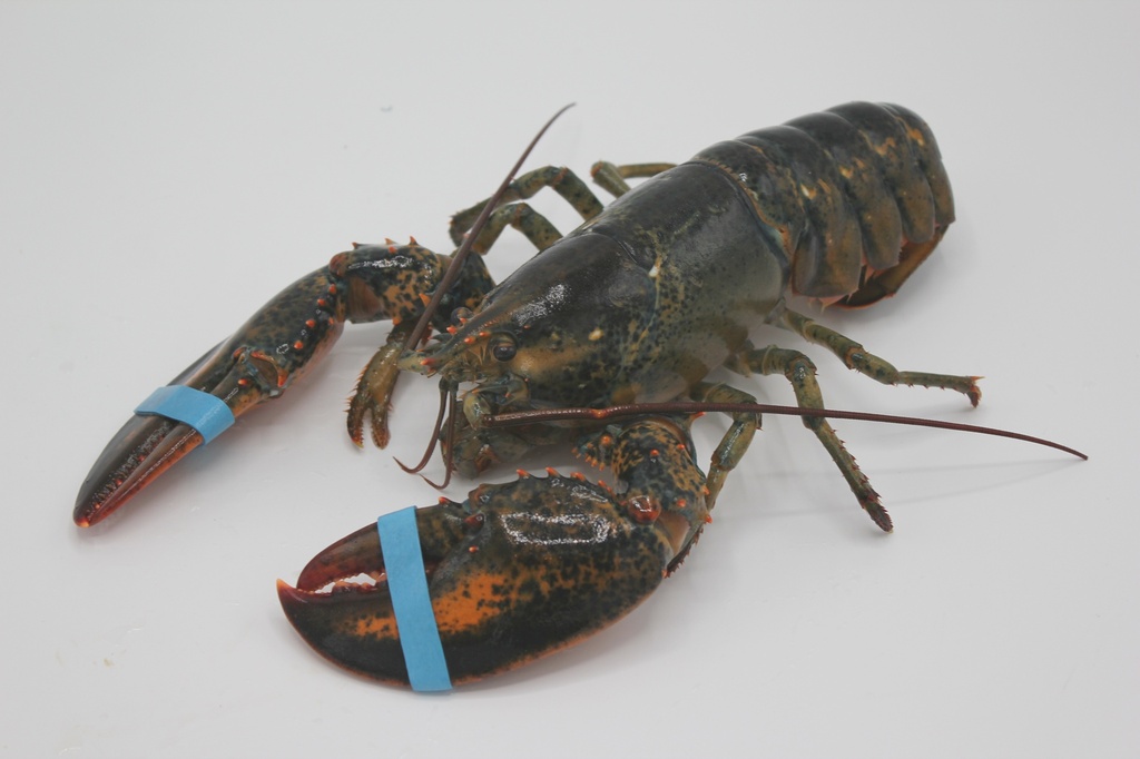 Canadian Lobster (5-6 lbs/each)