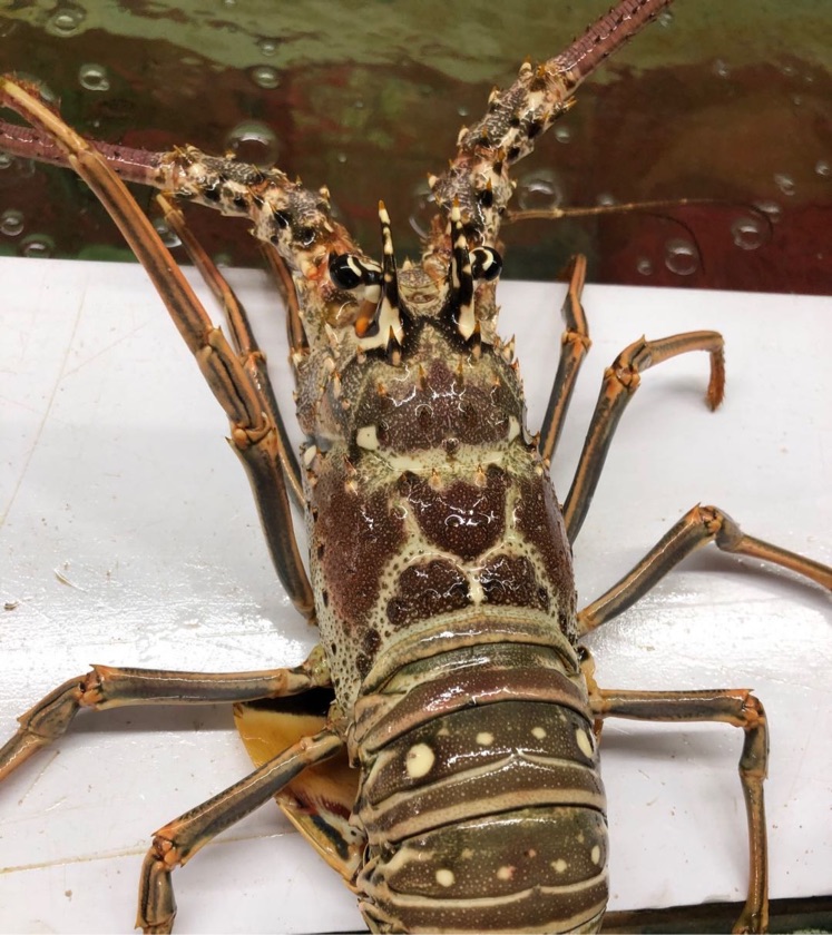 Florida Spiny Lobster Size 0.8 - 1.1 lb ( 3pcs / pack)