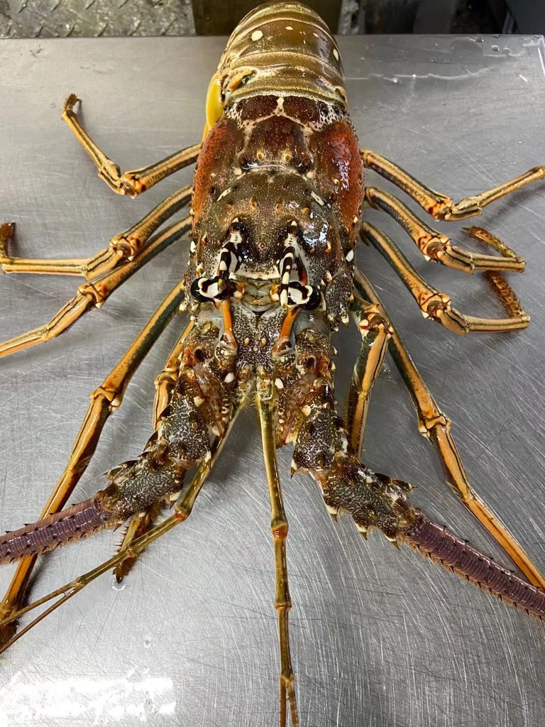 Caribbean Lobster  *** sold by each lb ***