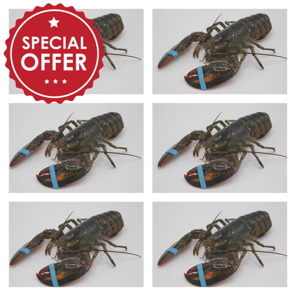 6 for $65 Canadian Lobster 1.1- 1.2 lb/each