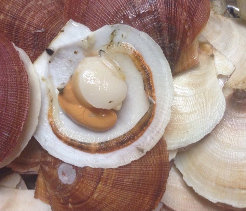Fresh Sea Scallop  in Shell 4&quot; - 5''in Diameter *** sold by per lbs***