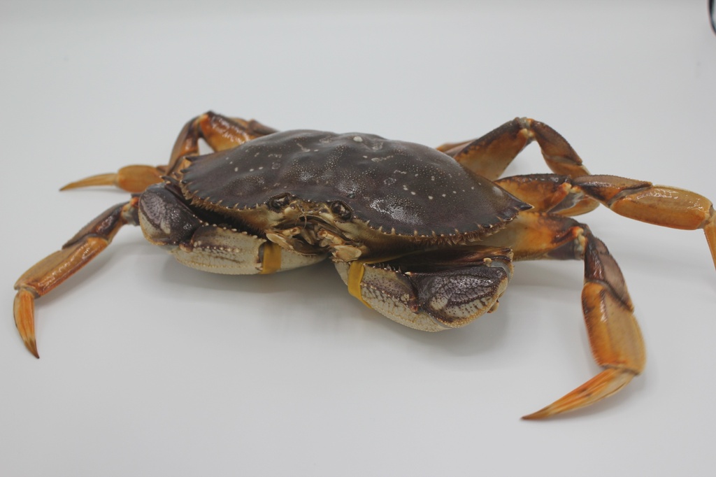 Live Dungeness Crab (Size 1.5 - 2lbs) *** sold by each lb ***