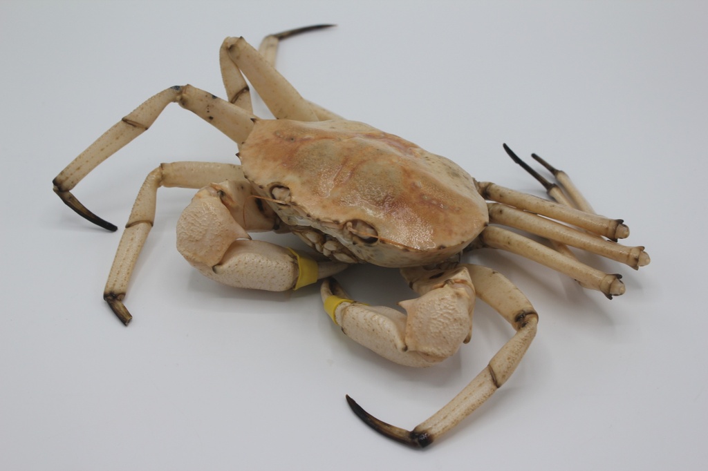 Golden Crab #2 (1.5-2 lb/each)