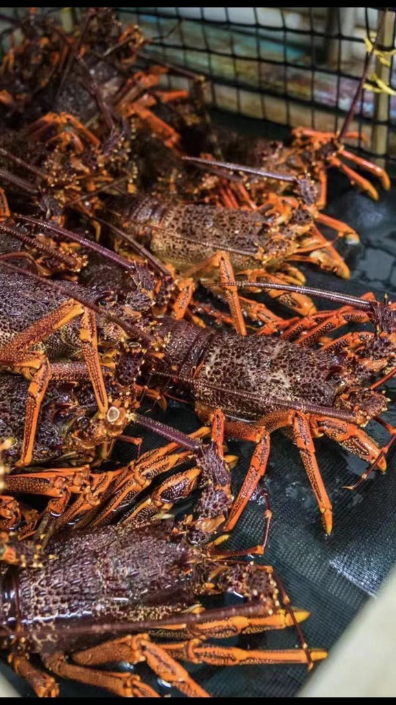 Australian Southern Rock Lobster  *** sold by each lb ***