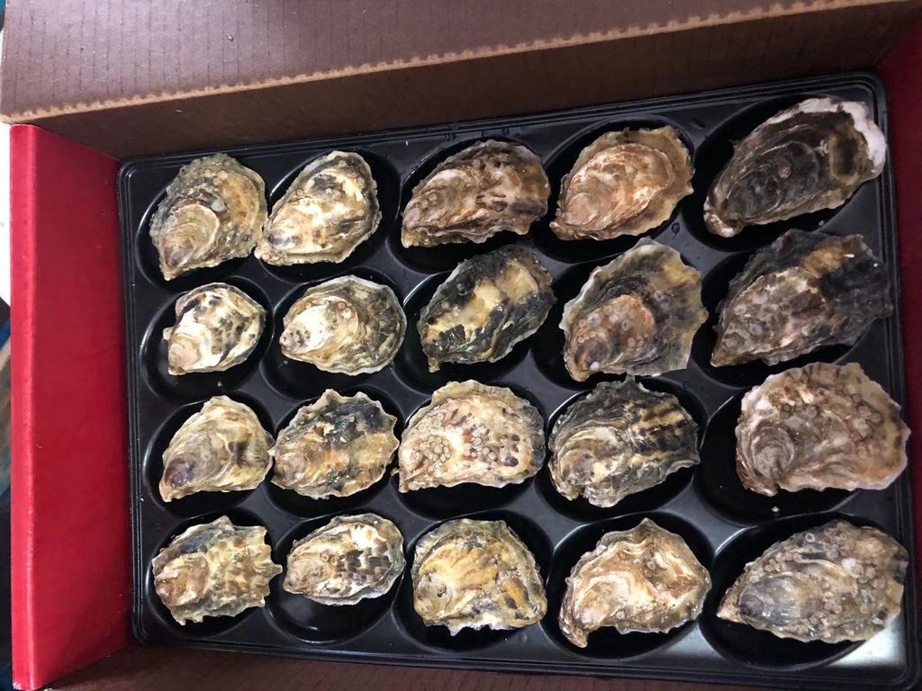 Higata Oysters 20pcs / tray