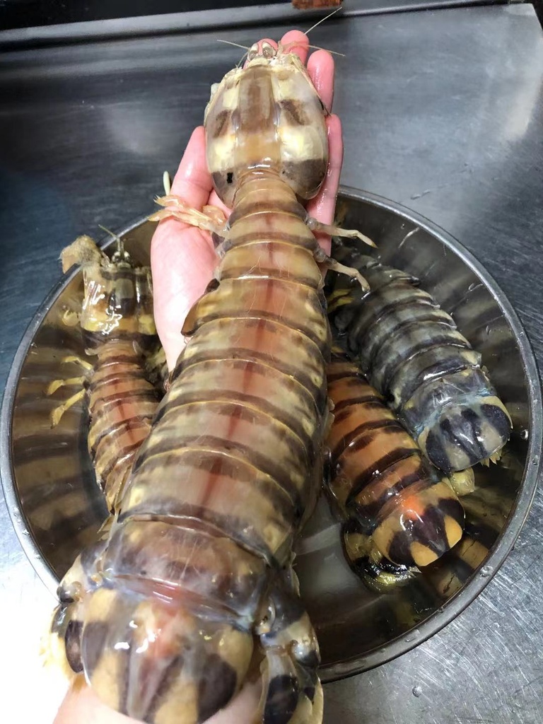 Thailand Zebra Mantis Shrimp *** sold by each lb ***