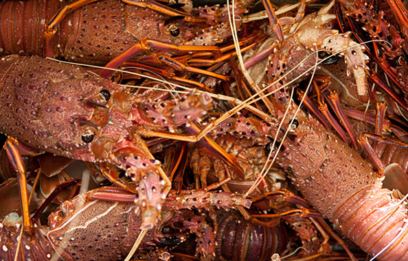 Australian Western Rock Lobster  *** sold by each lb ***