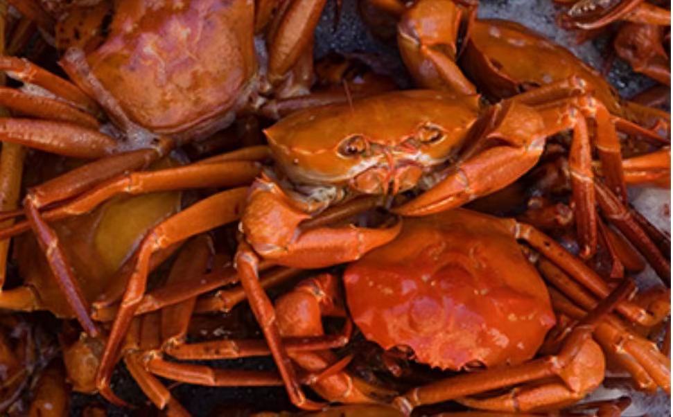 Atlantic Live Deep-Sea Red Crab *** 3pcs for $22 ***