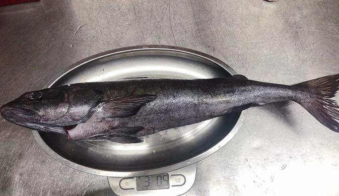 California Wild Black Cod / whole  (size 1100g - 1300g)