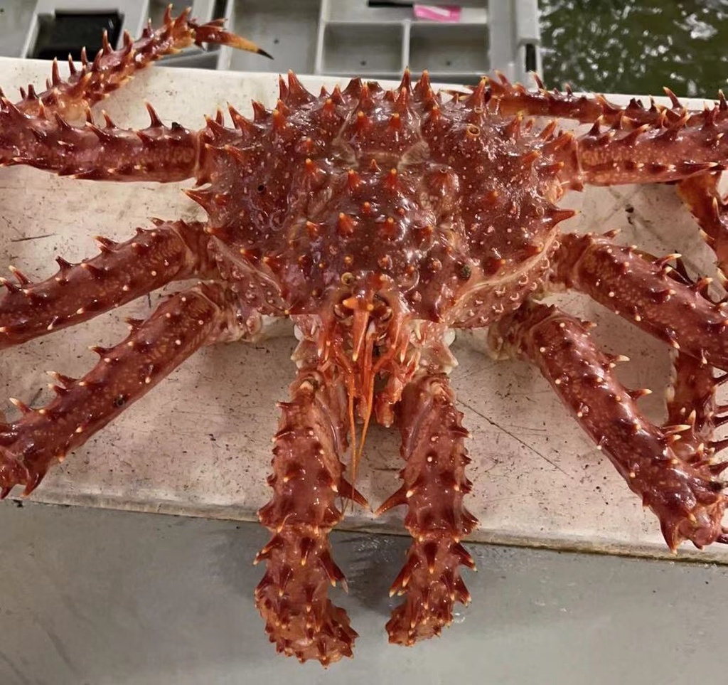Live Chilean King Crab 2-3lbs  *** sold by each lb ***