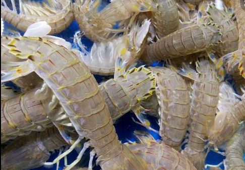American Local Mantis Shrimp   2lbs / pack