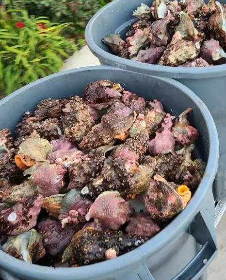 California Red Whelks (4-5pcs / lbs)  sold by per lbs