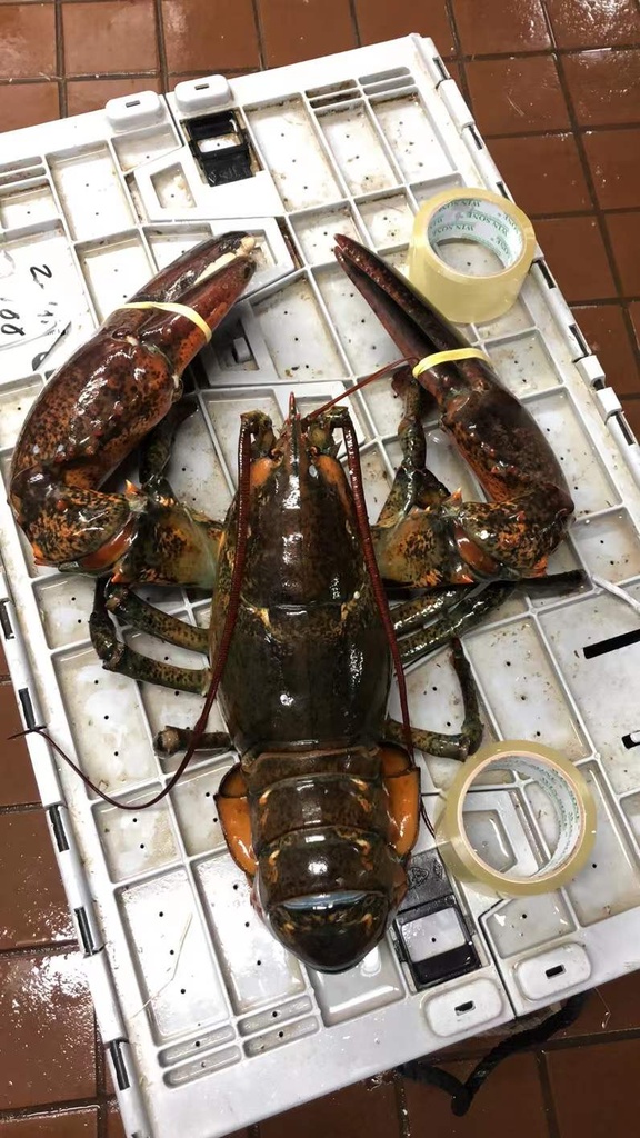 Canadian Lobster (Size 6lb up to 10lb /each ) *** sold by each lb ***