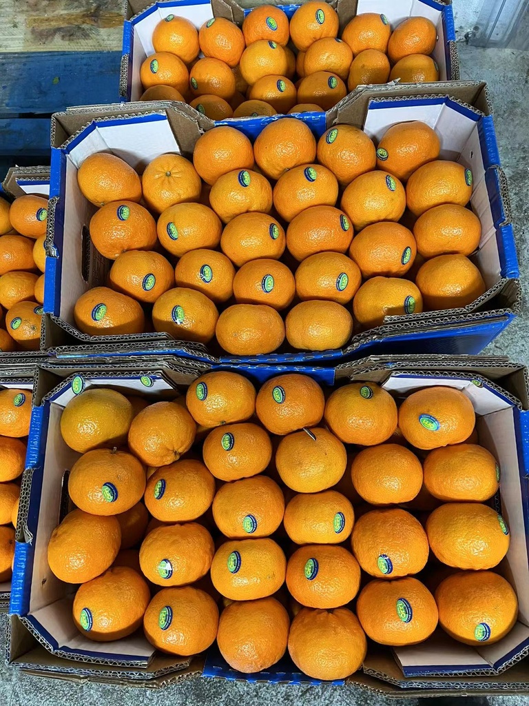 Israel Jaffa Orri Mandarins  Jumbo Size 22lbs/ctn