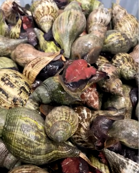 Florida Key West  Live Tulip Snail  ***Sold by per lbs***