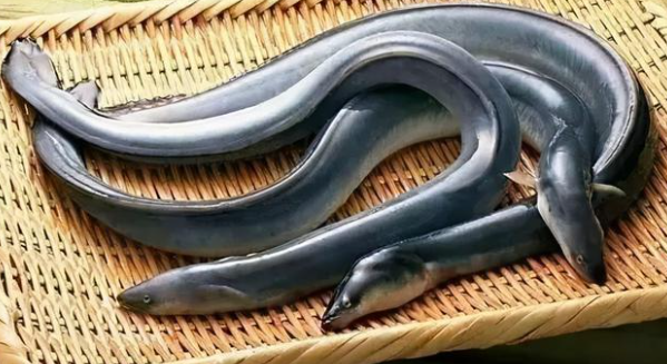 Live Farmed Eel (Size 500g - 680g) *** sold by each ***