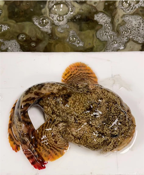Live Toadfish *** sold by per lb***