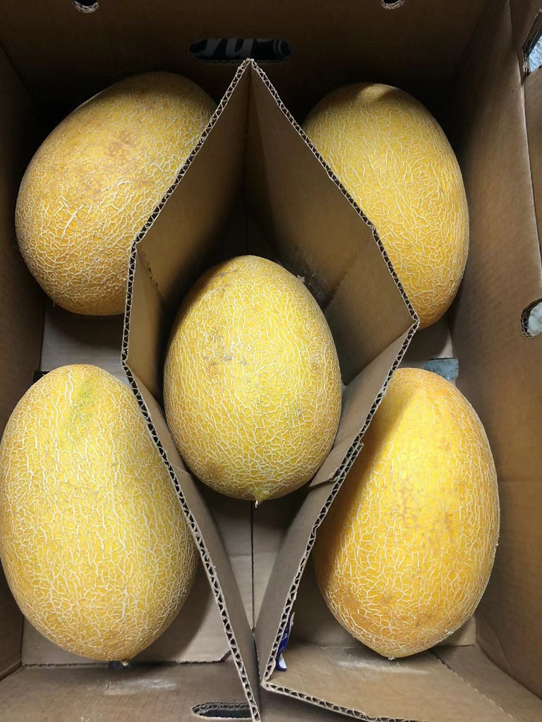 Fresh Cantaloupe (Size 5-6lbs/pcs)  *** sold by each ***