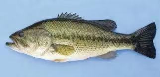 Live Largemouth Bass *** Sold by per lbs ***