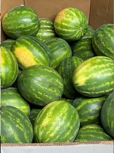 Fresh Watermelon (Size 18 - 20lbs) *** sold by each one ***