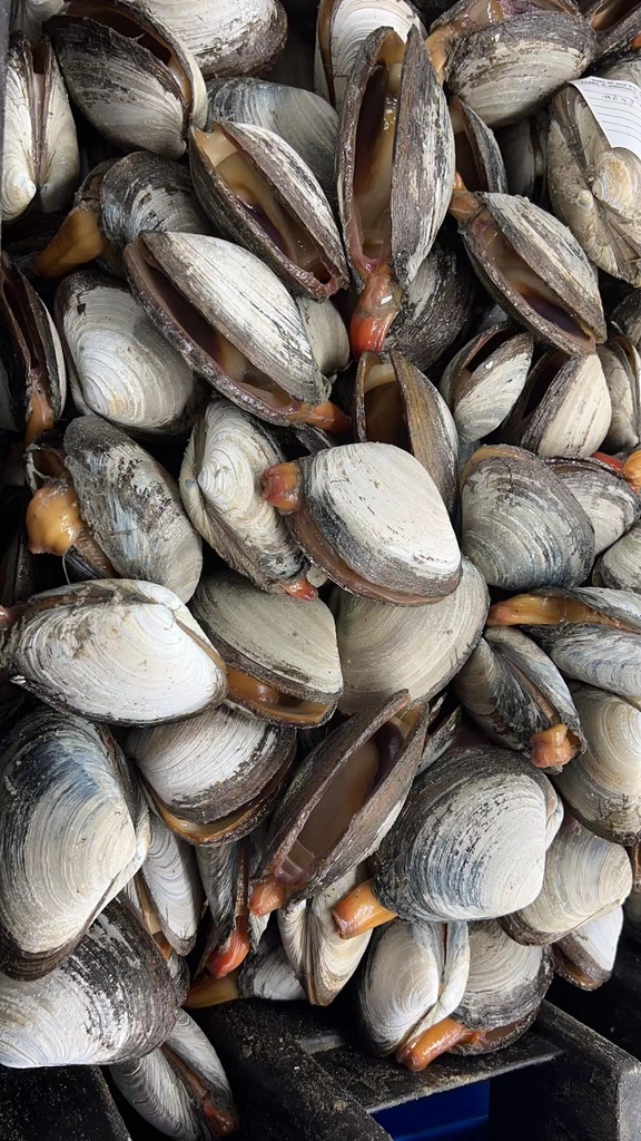 Canadian Live Arctic Surf Clams 3lbs / pack