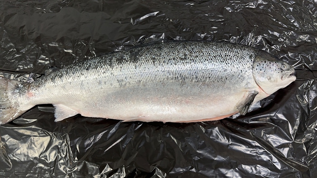 Norwegian Fresh Iced Whole Salmon (Size 6-7Kg/Pcs &amp; 7-8Kg/Pcs) ***Sold in whole fish / price by per lbs***