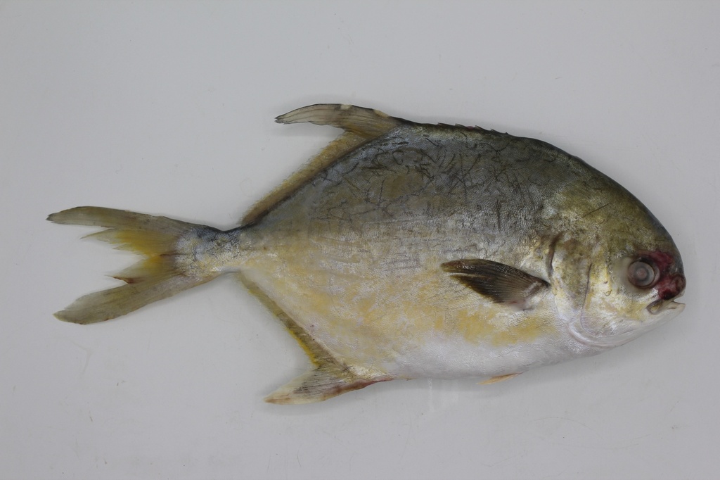 金鲳鱼 （800 - 1000克/条）