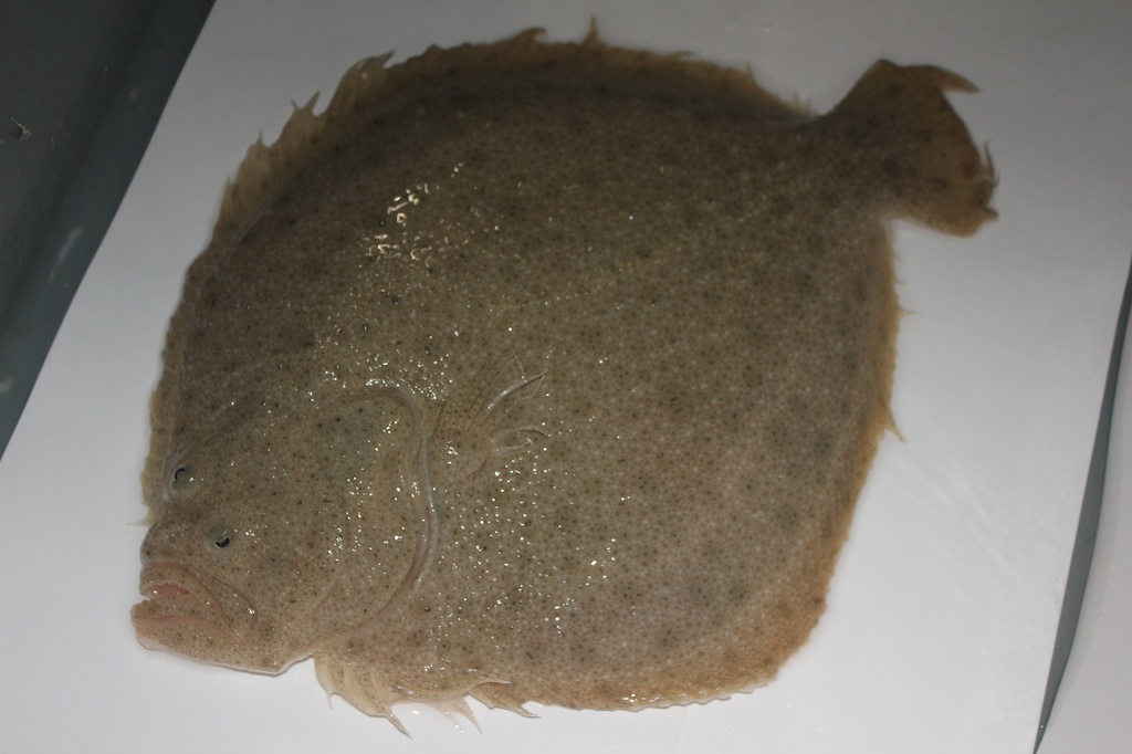 Turbot Fish on Ice (1.8 - 2.4 lb/each)